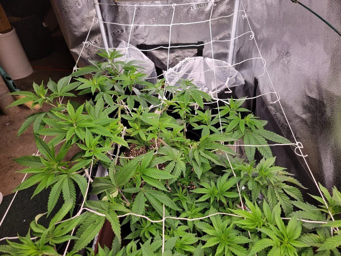 My 2nd grow is making me nervous but in a good way 3