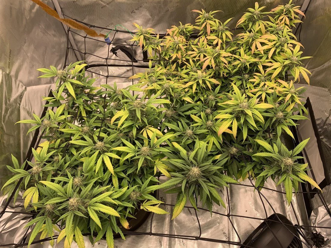 My first grow having issues need advice pls