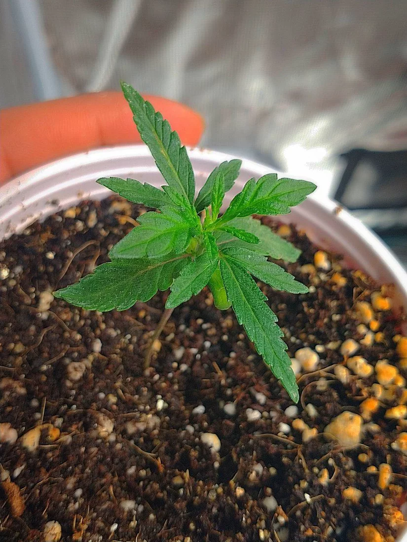 My first grow in coco 4