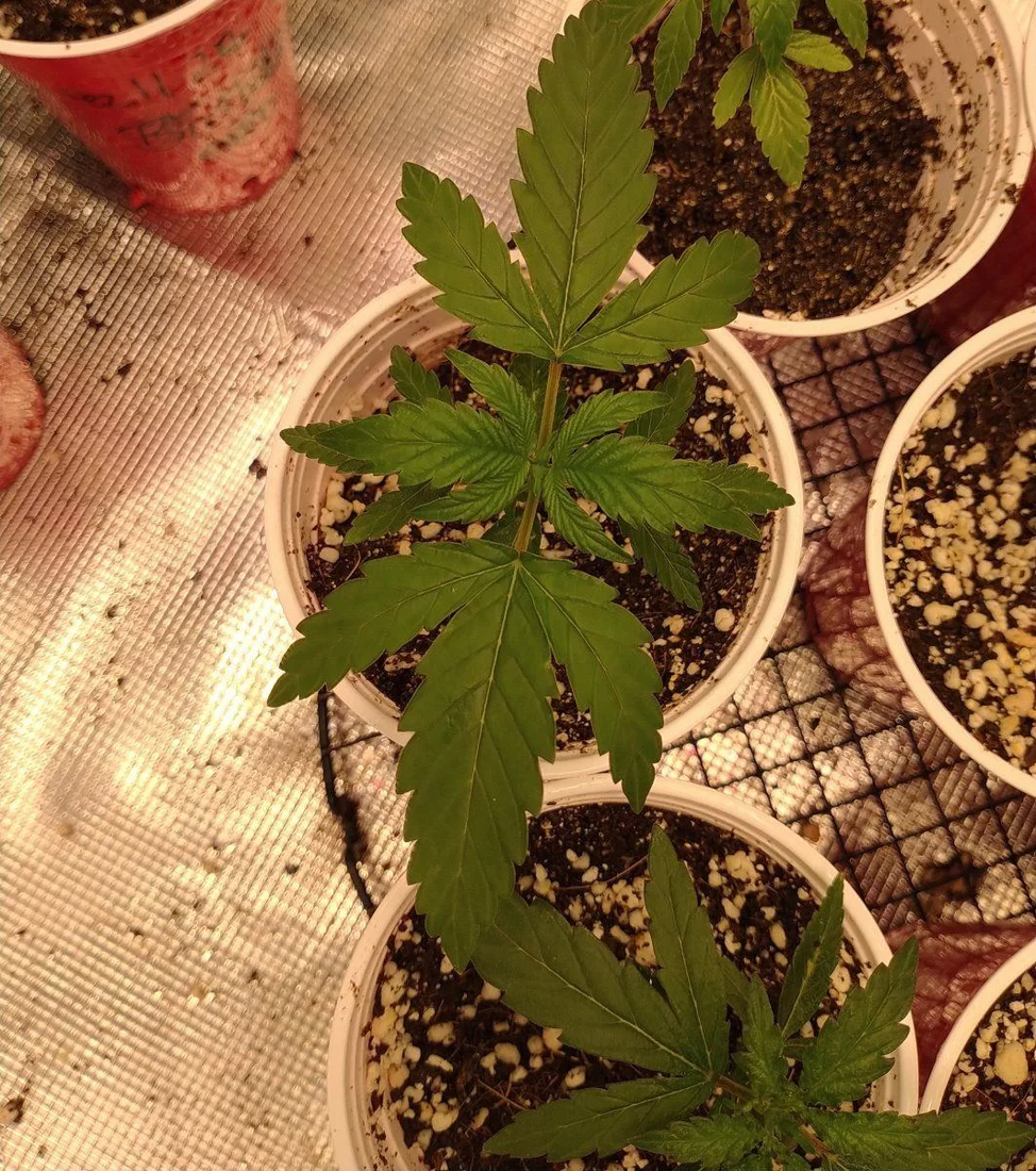 My first grow in coco 6