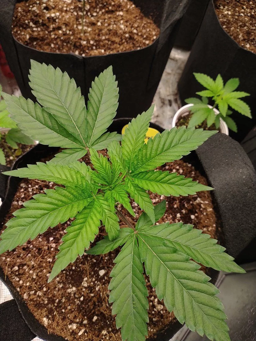 My first grow in coco 9