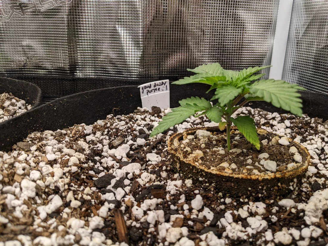 My overly ambitious first grow 4