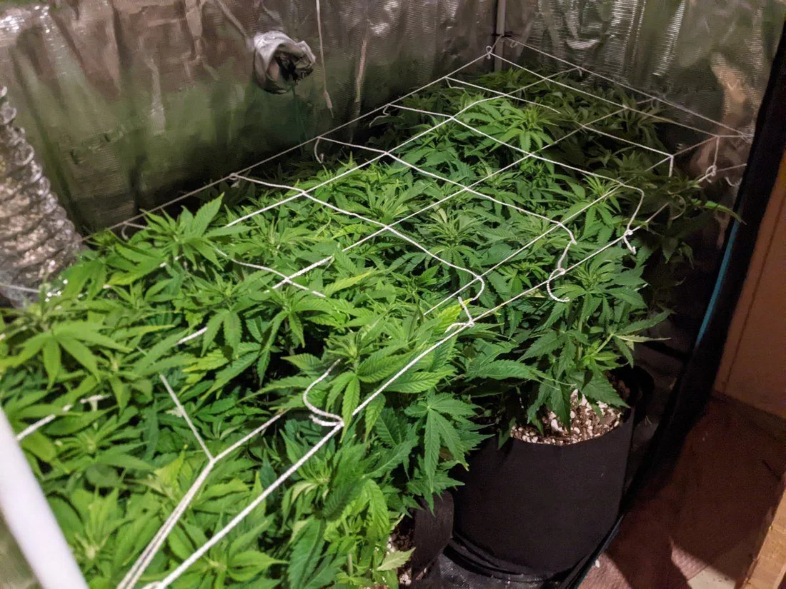 My overly ambitious first grow 6