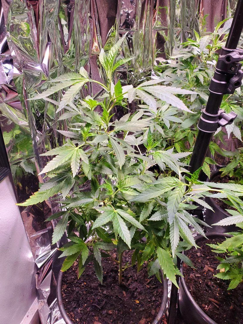 My plants look stressed help 5