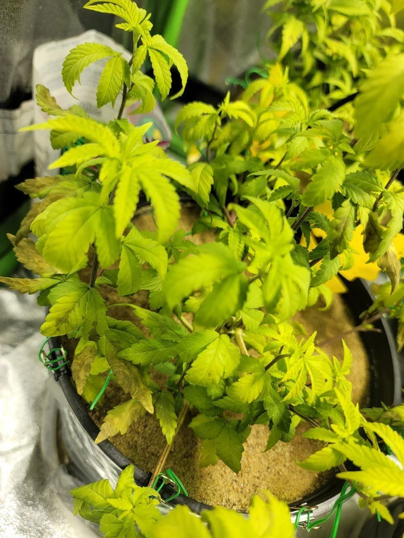Need help diqgnosing my plants 2