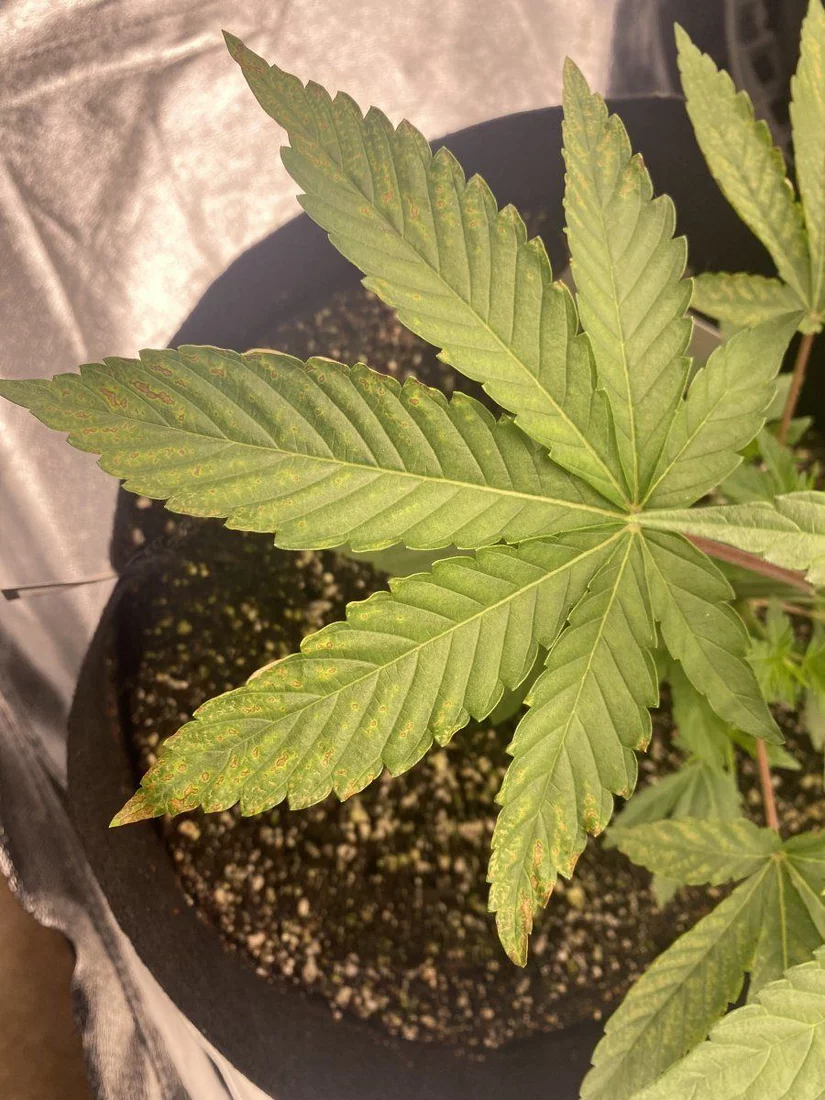 Need help identifying deficiency or toxicity 2