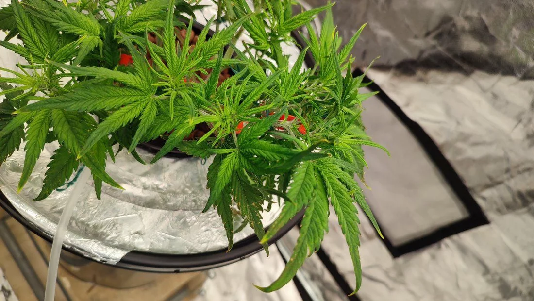 Need help identifying plant issues 3