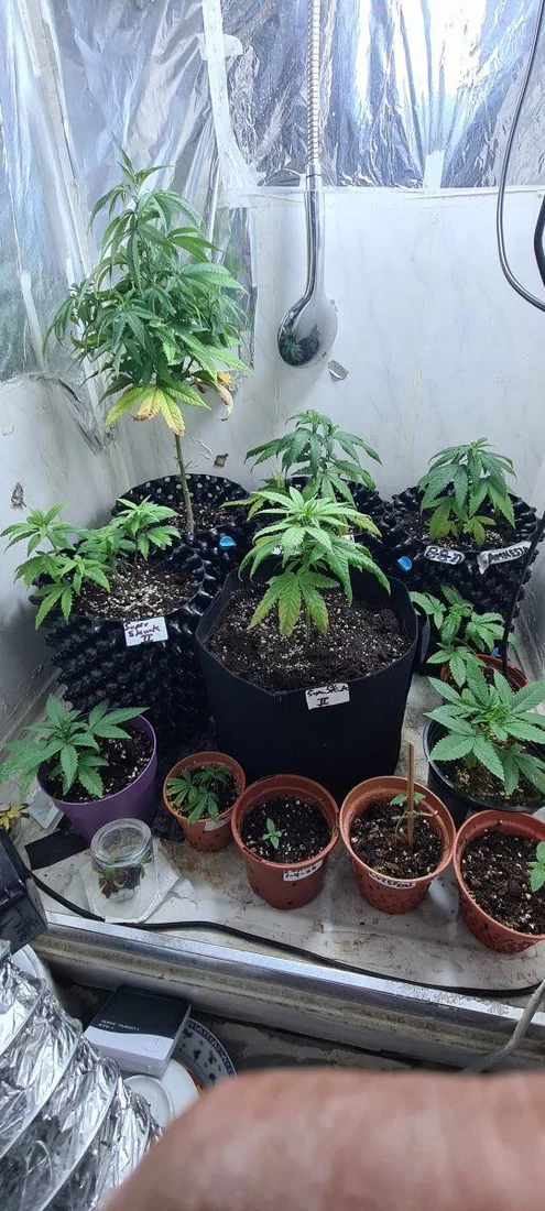 Need help with my grow 9