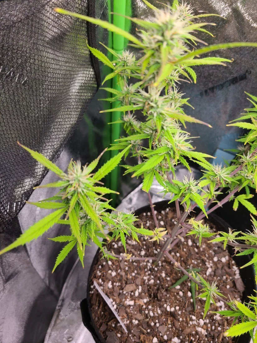 Need some advice on a plant 2