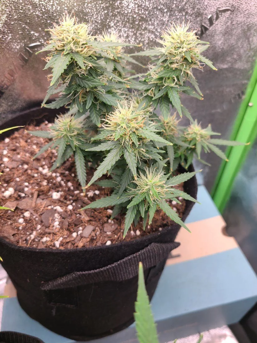 Need some advice on a plant 5