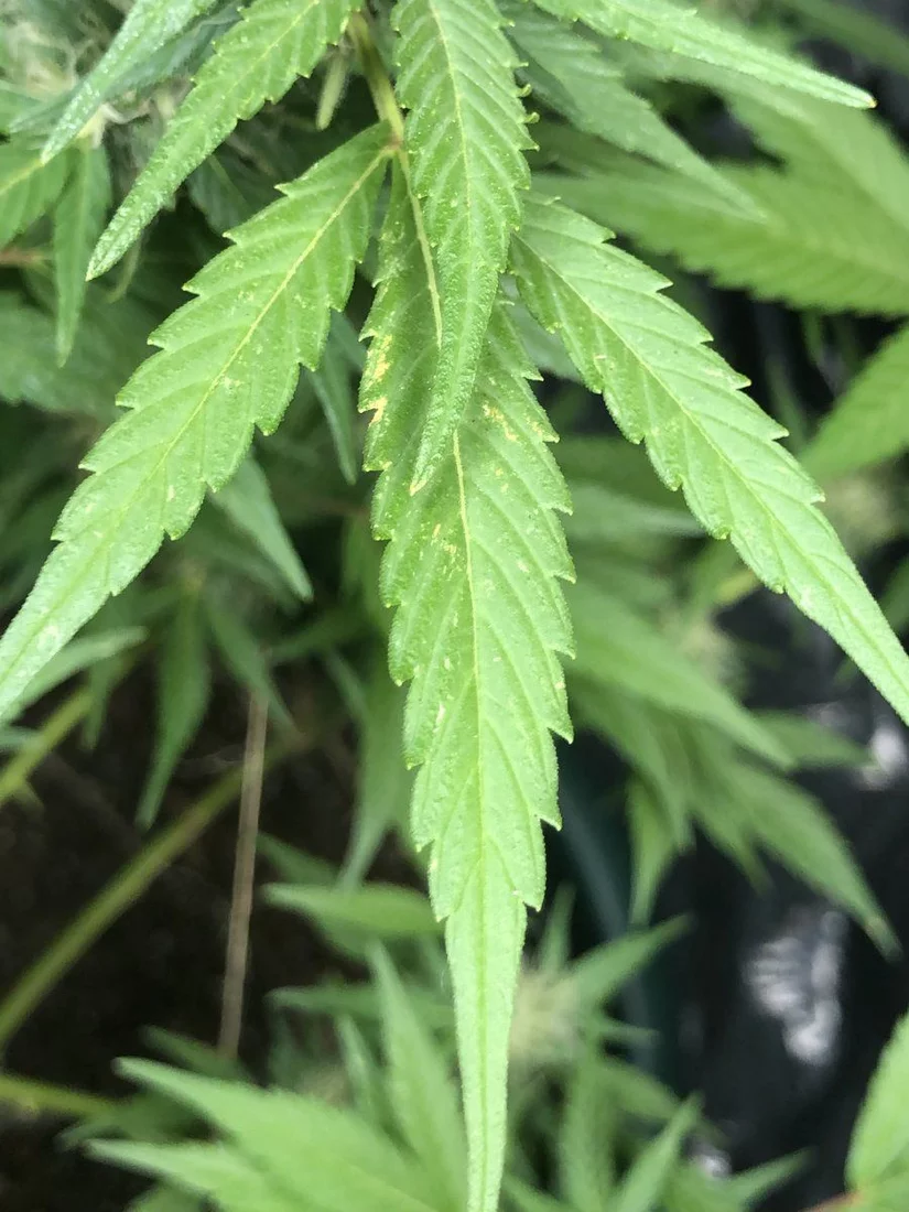 Need some help diagnosing issues on leaves 4