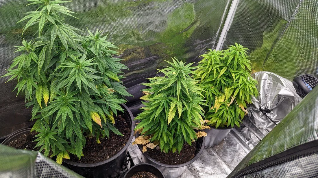 Need some help with my sativa plants