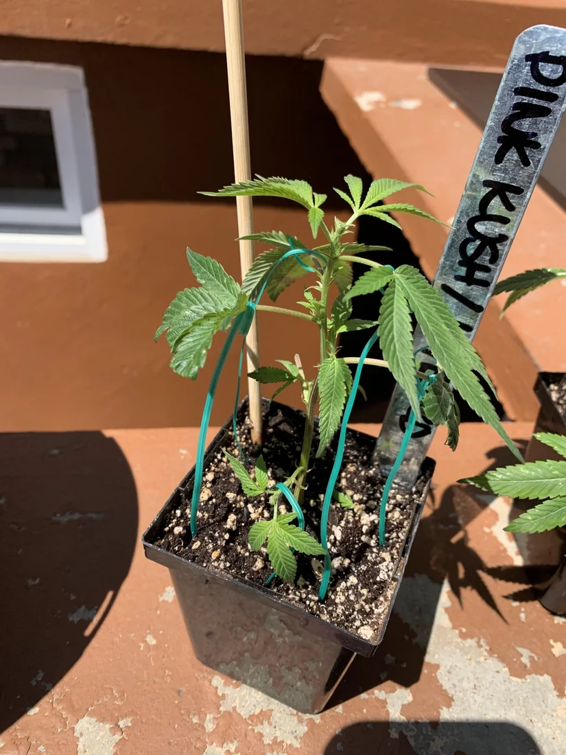 New grower any advice for my new pink kush clones 4