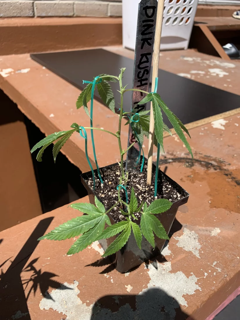 New grower any advice for my new pink kush clones 5