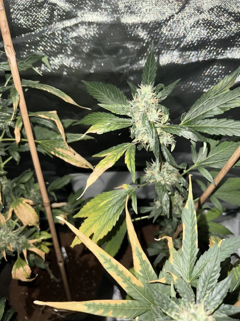 New grower help during flowering stage 2