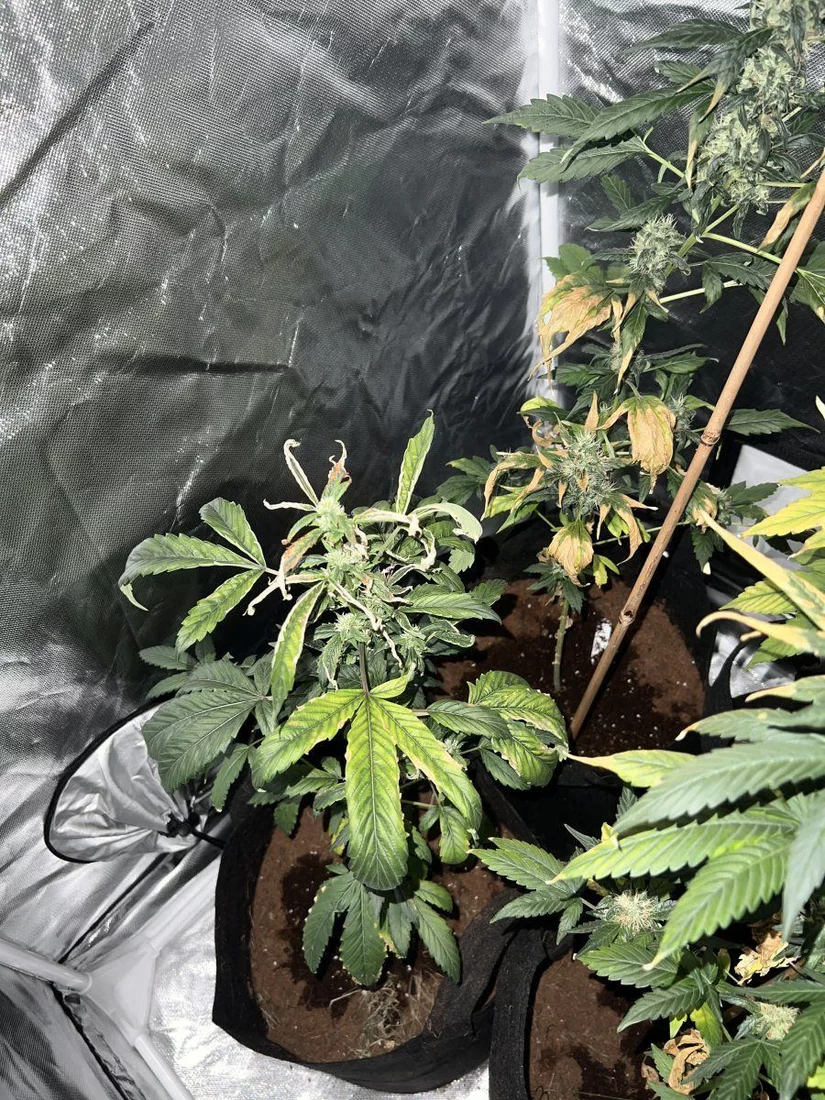 New grower help during flowering stage 4
