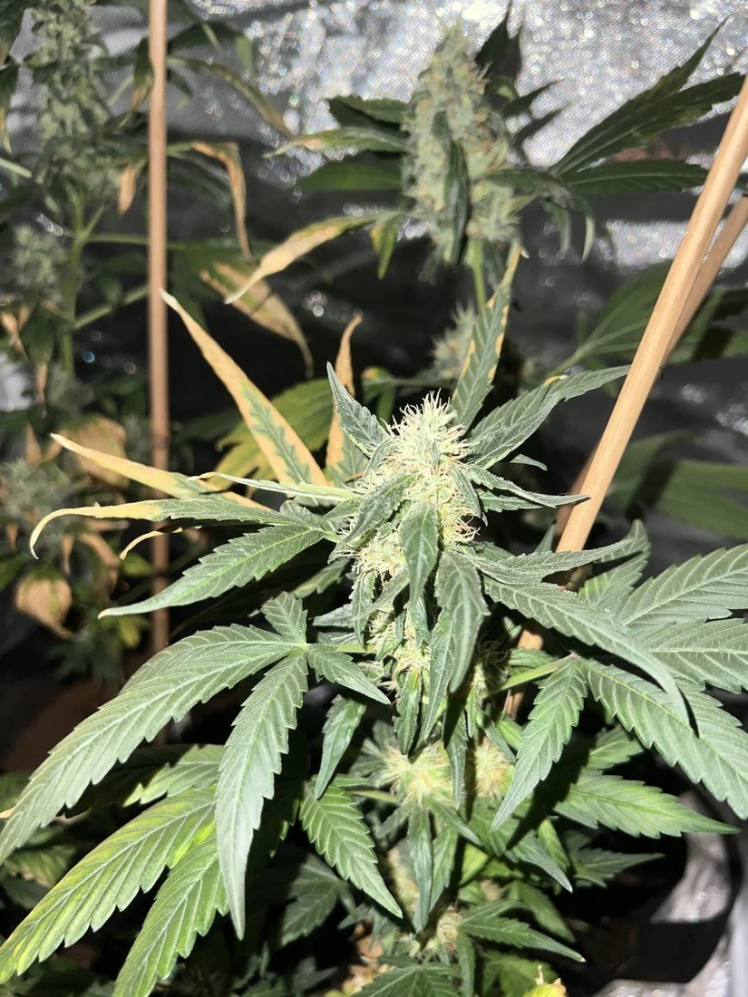 New grower help during flowering stage 5