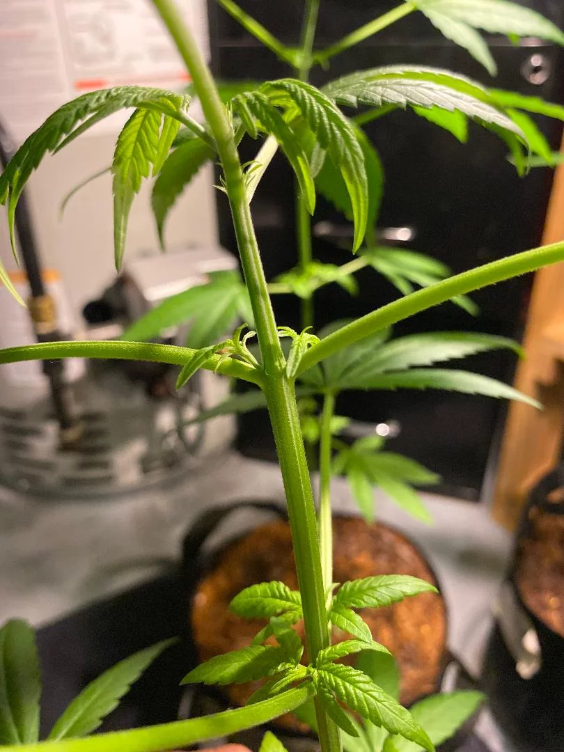 New grower need tips and help please 3