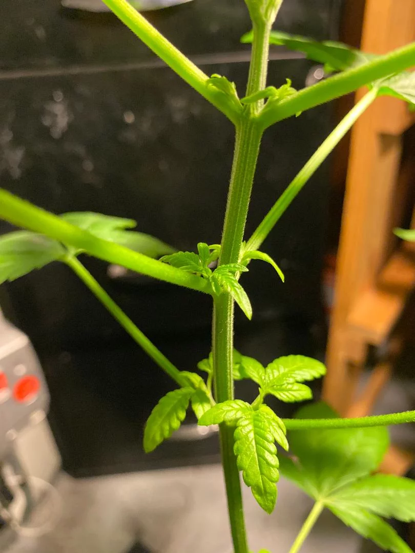 New grower need tips and help please 4