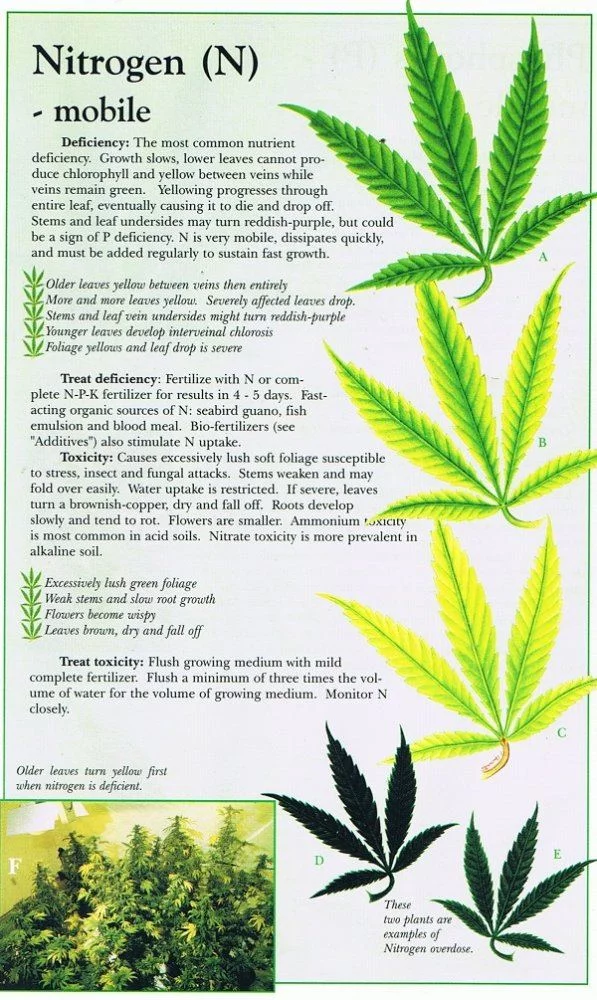Nitrogen n marijuana weed nutrient problem
