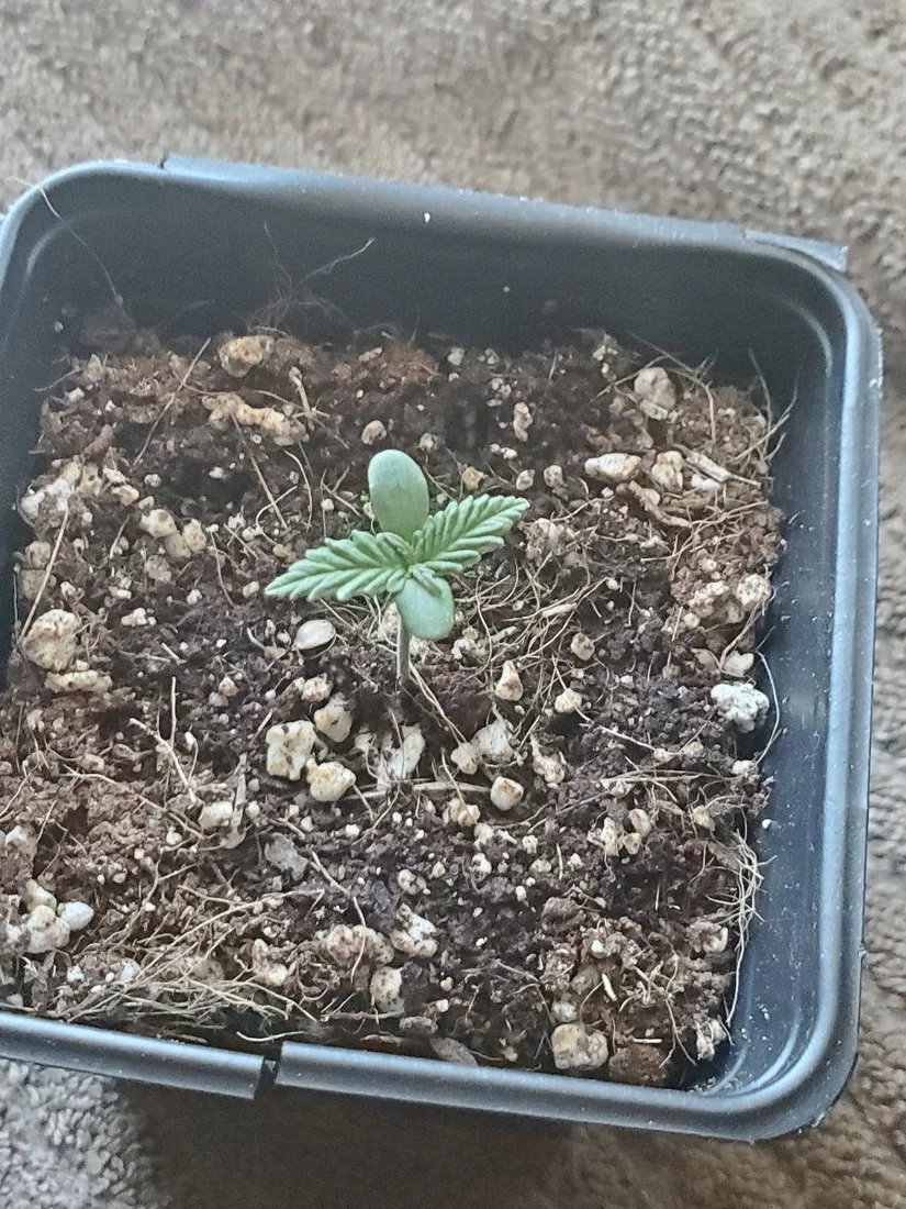 No germination after one week tried everything