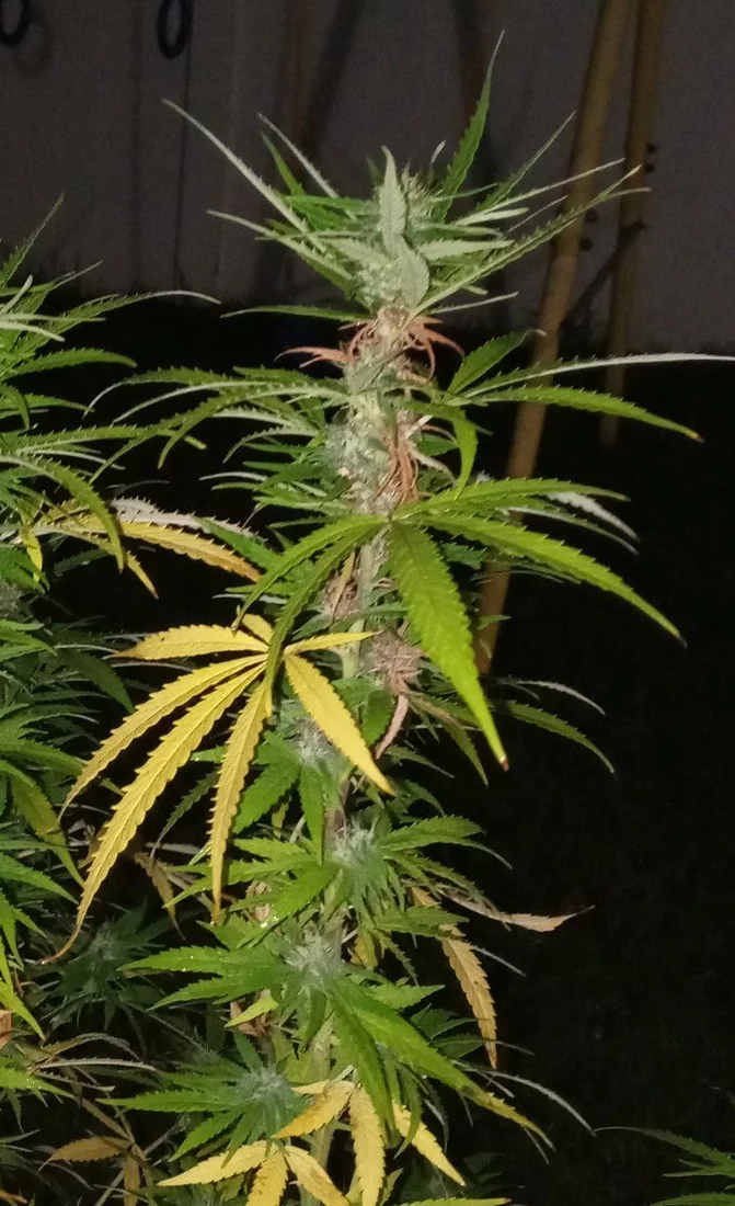 Not looking too healthy some buds are rotting can you guys help 3