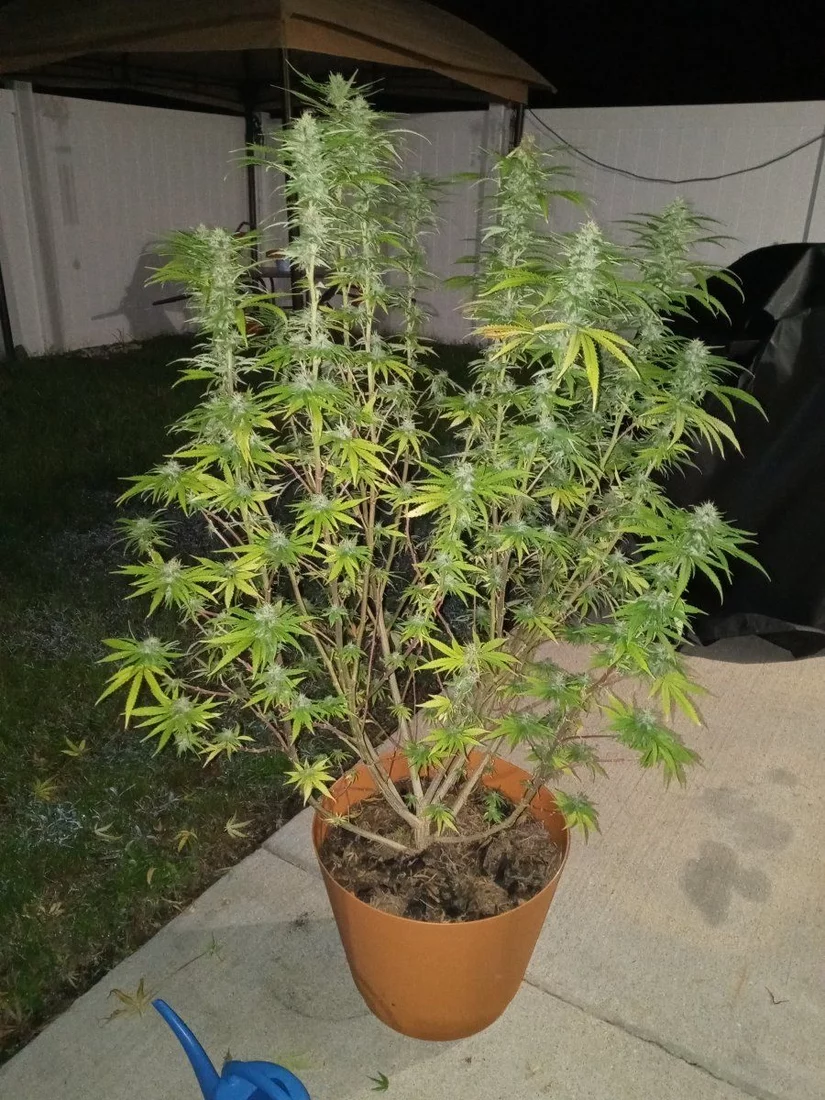 Not looking too healthy some buds are rotting can you guys help 5
