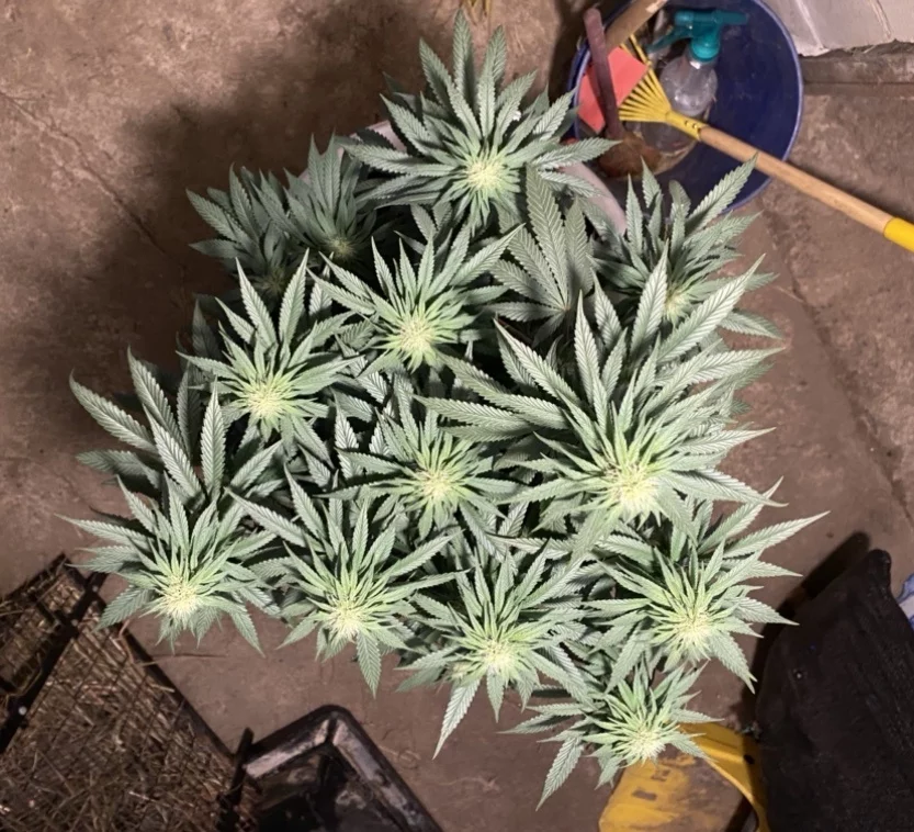 Opinions on my first grow so far 4