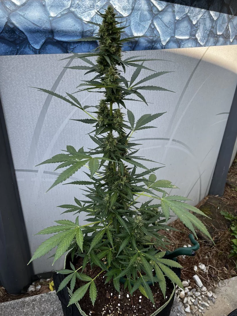 Outdoor grow with jack herer auto 10