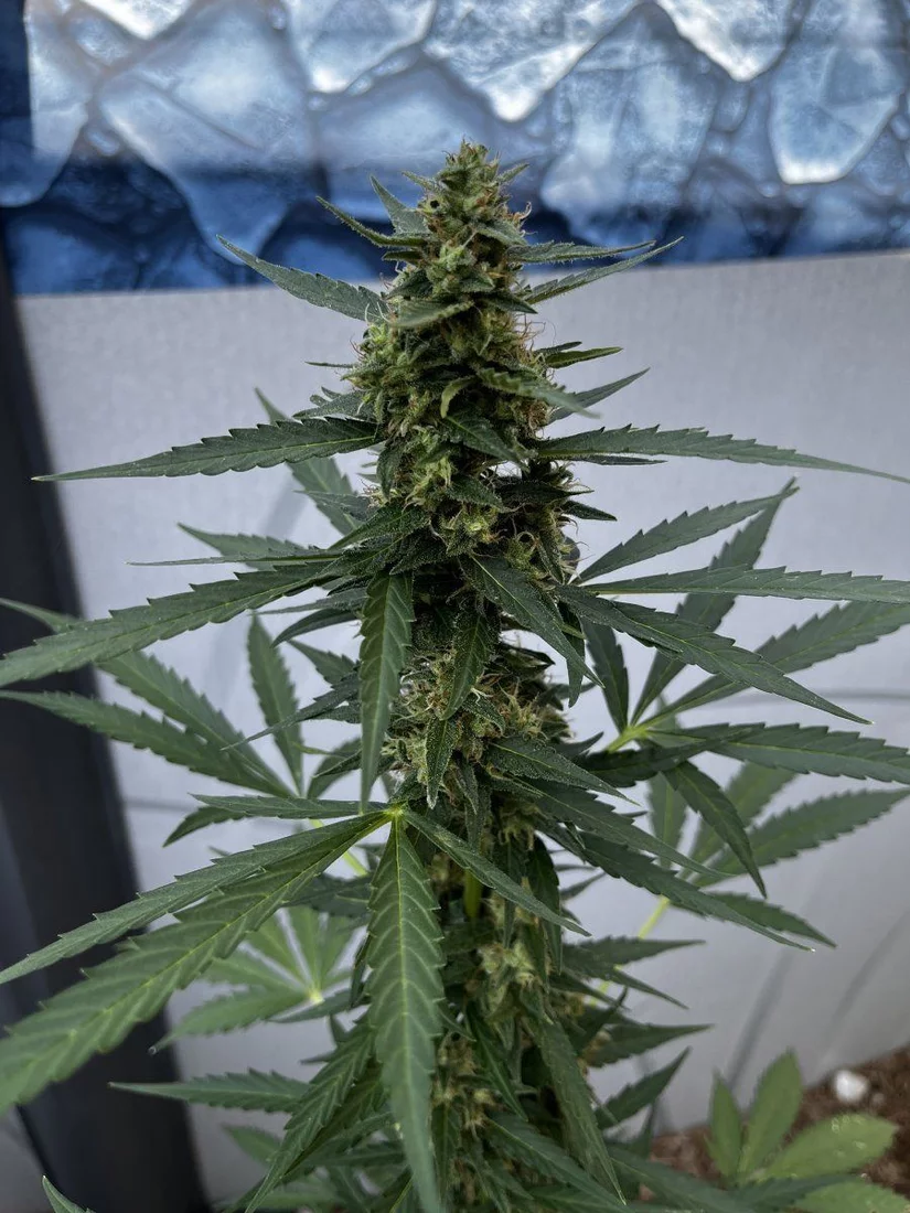 Outdoor grow with jack herer auto 11