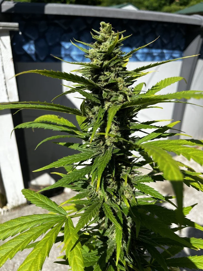 Outdoor grow with jack herer auto 13