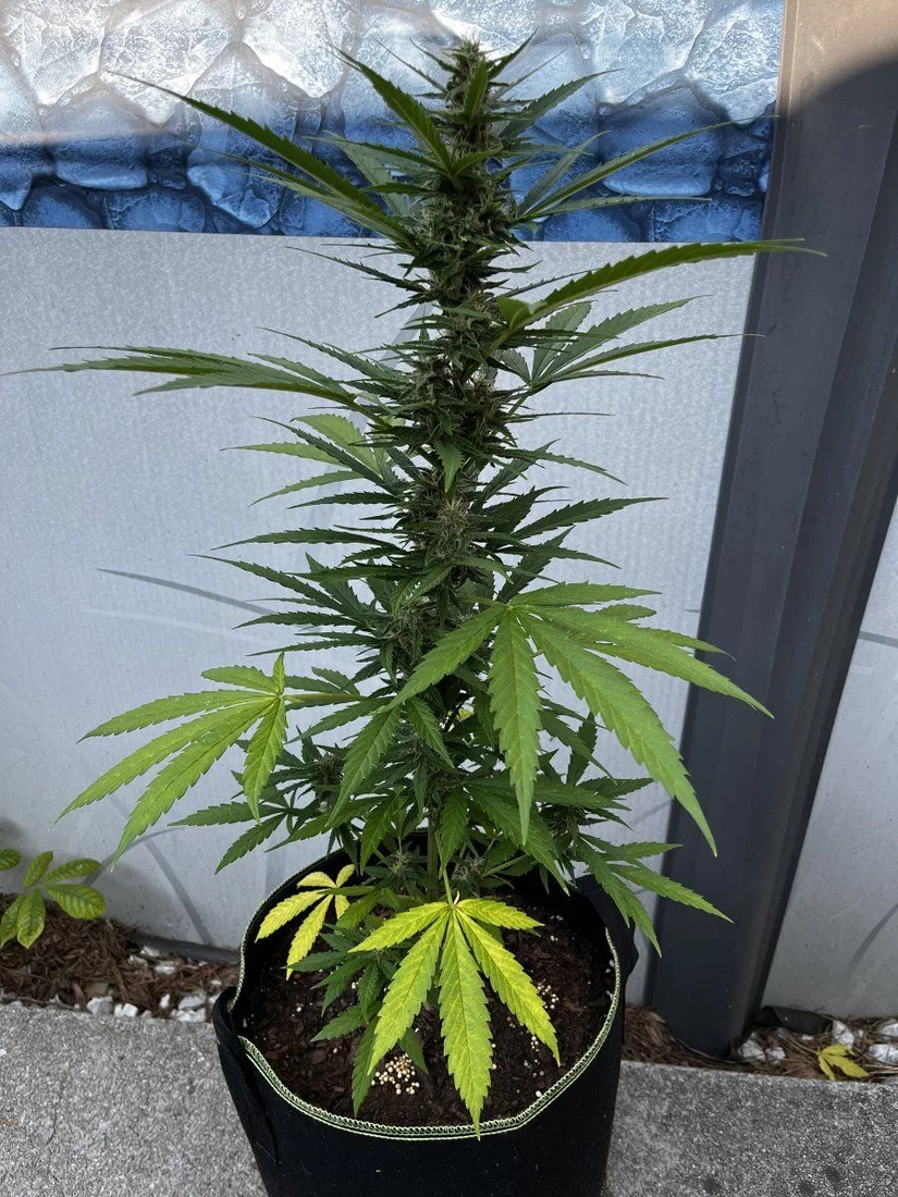 Outdoor grow with jack herer auto 14
