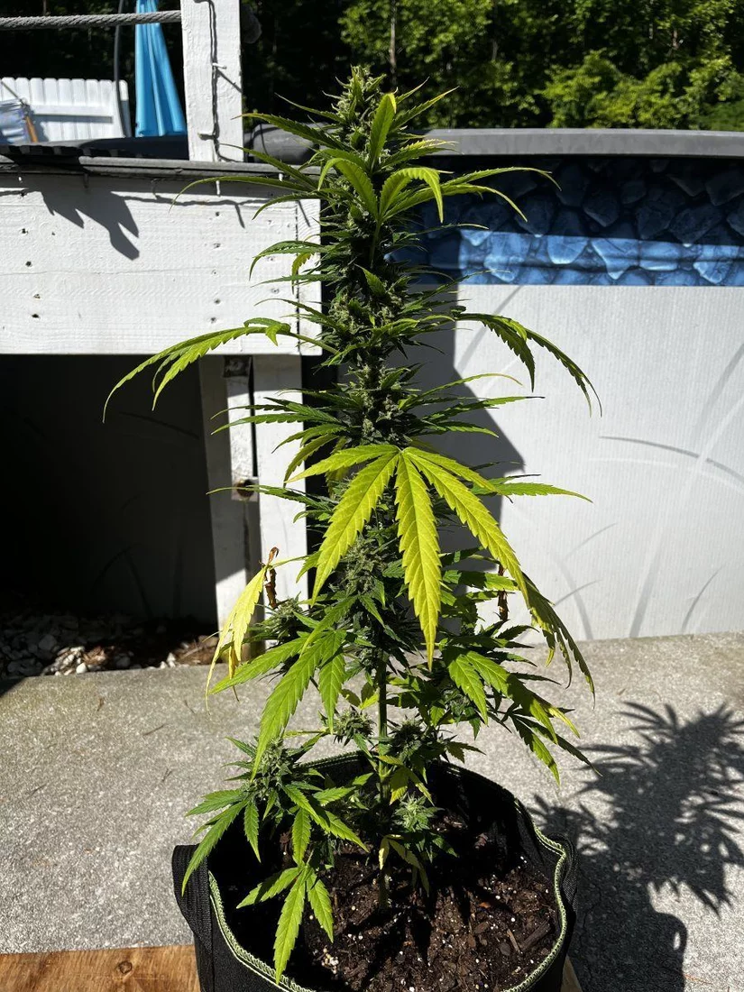Outdoor grow with jack herer auto 15