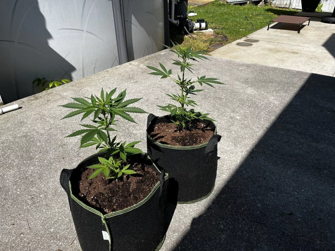 Outdoor grow with jack herer auto 3