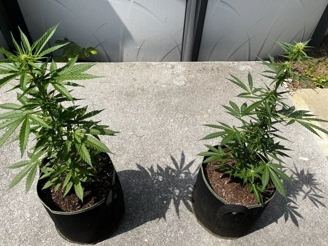 Outdoor grow with jack herer auto 4