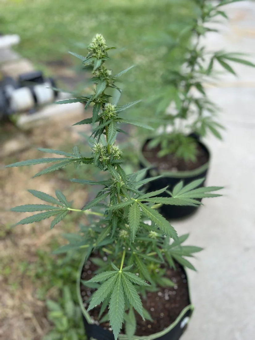 Outdoor grow with jack herer auto 5