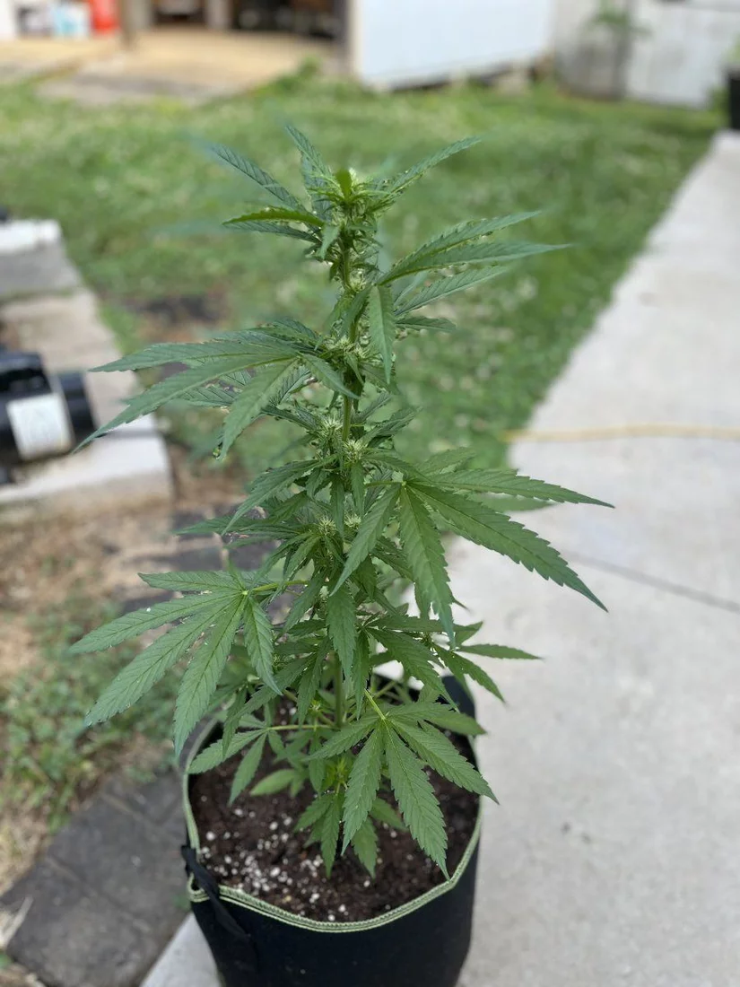 Outdoor grow with jack herer auto 6