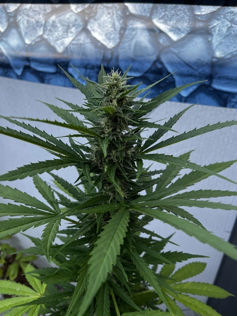 Outdoor grow with jack herer auto 9