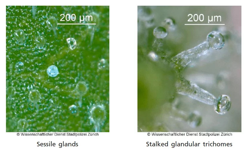 Photomicrographs of glandular hairs