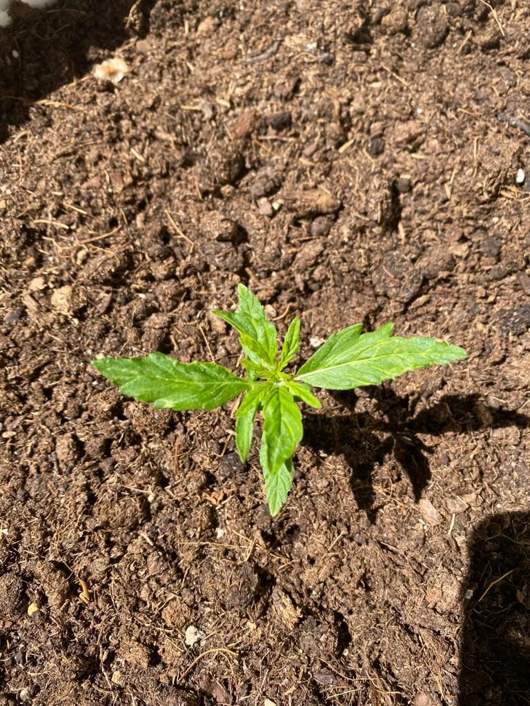 Plant 2 top