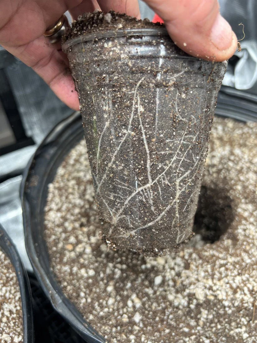 Plant2 roots