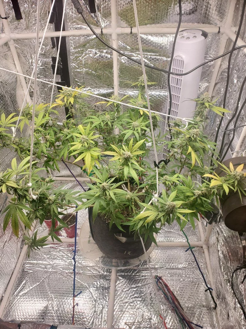 Please help fan leaves sugar leaves and buds affected complete details inside 4