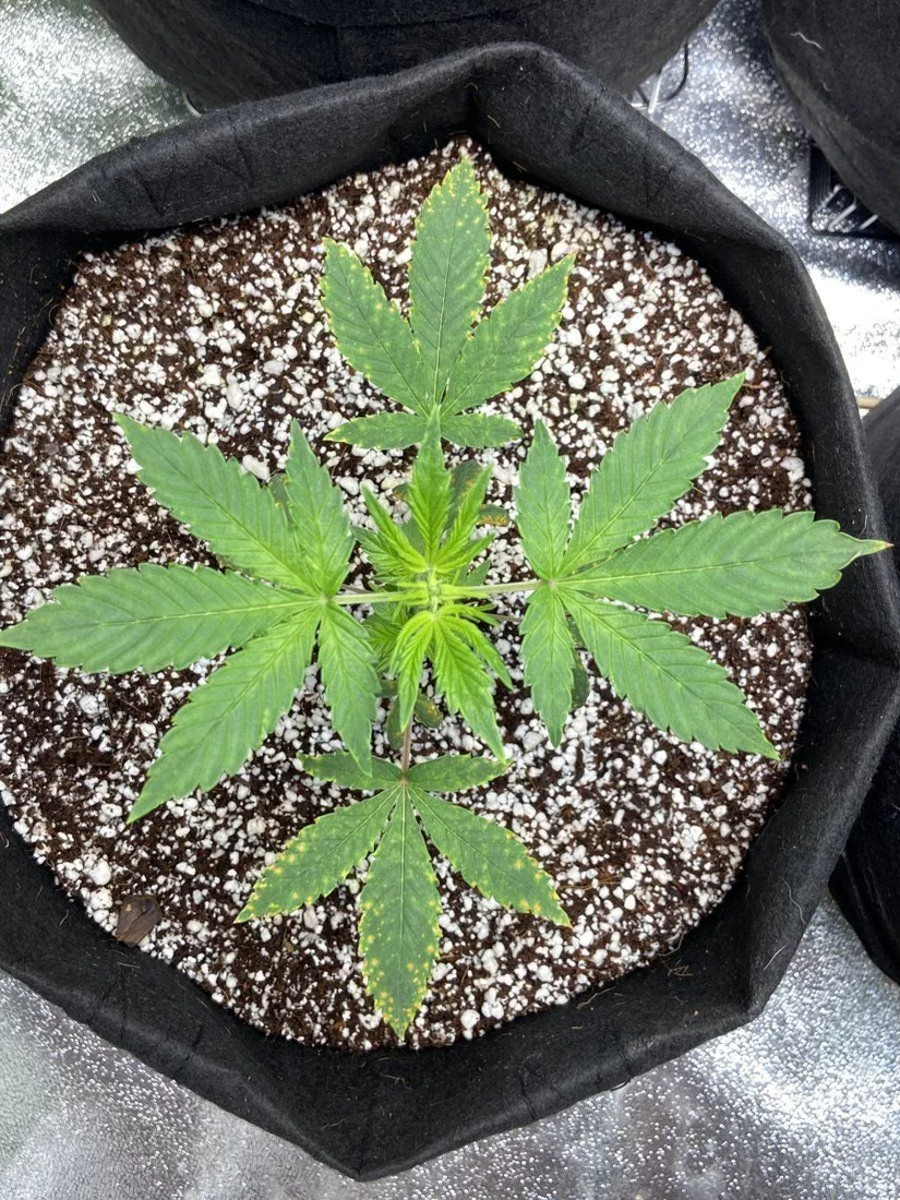 Please help with small dark spots 7