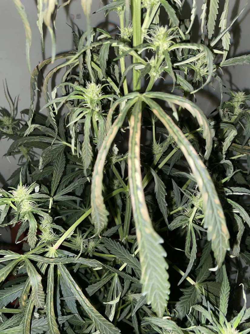 Problem with my 1st plant please help 6