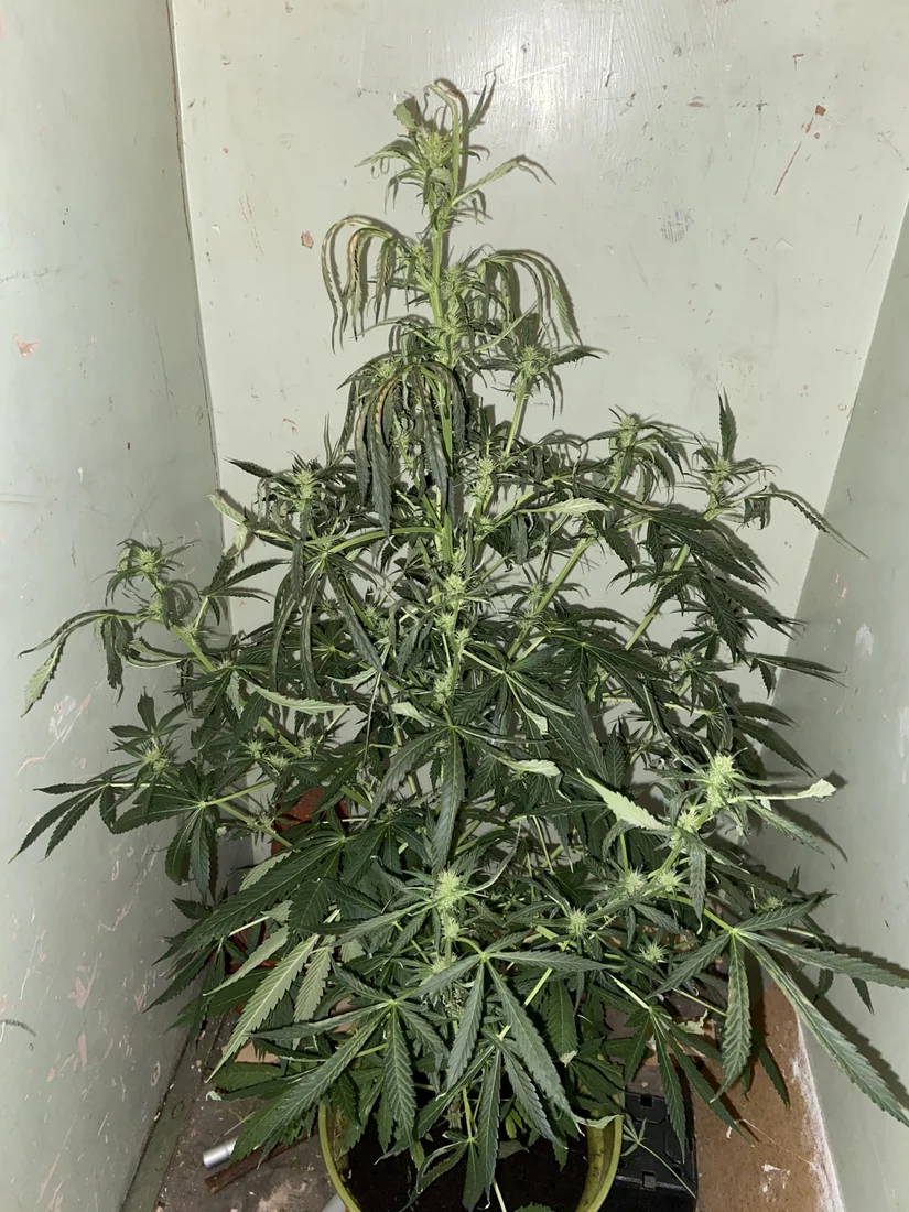 Problem with my 1st plant please help