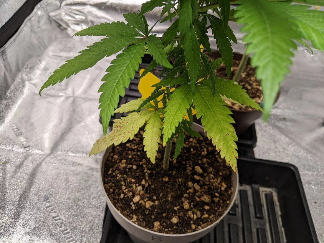 Recommendations for my ailing cannabis plant 4