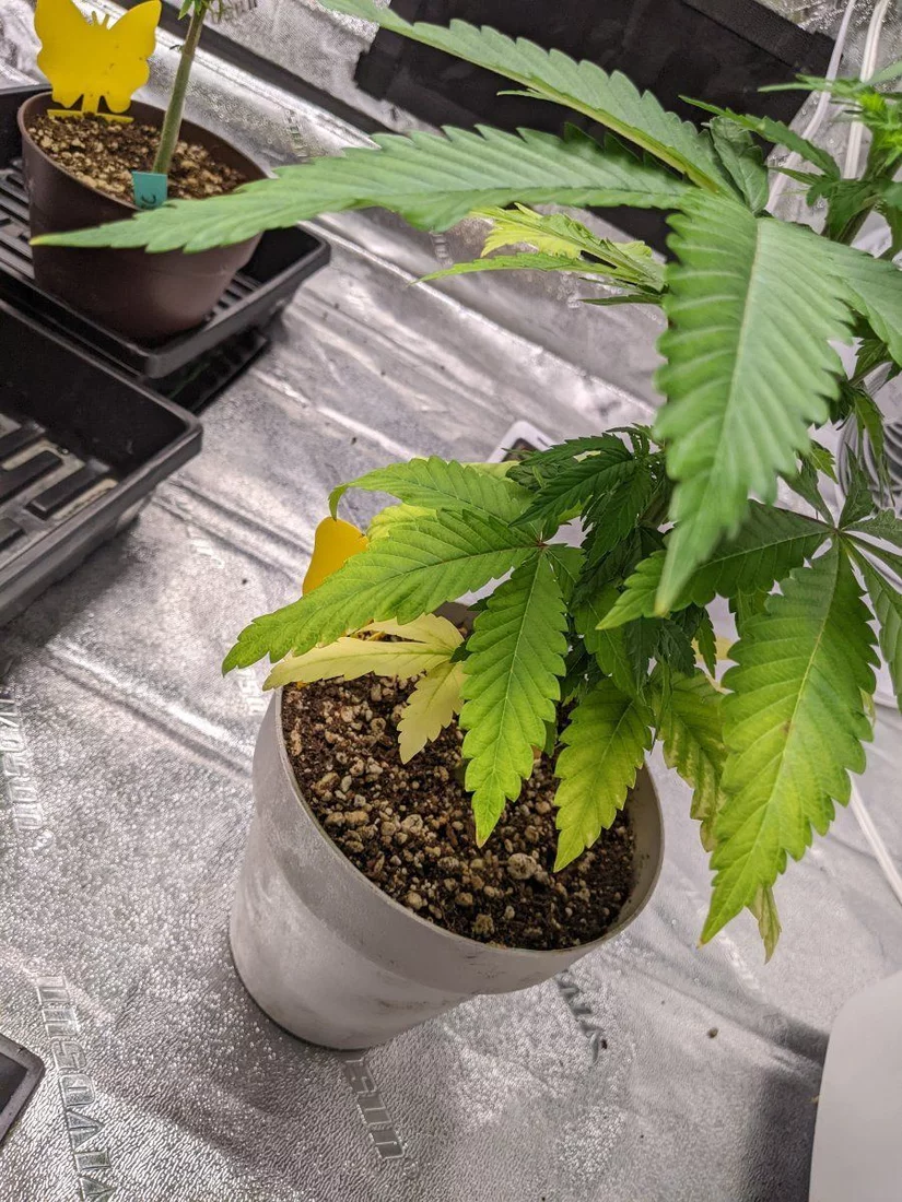 Recommendations for my ailing cannabis plant 5