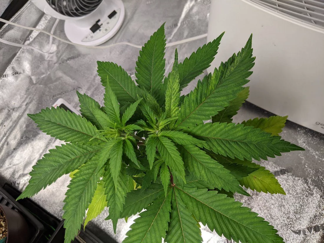 Recommendations for my ailing cannabis plant 6