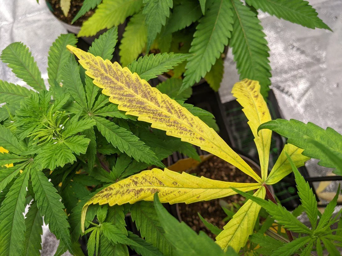 Recommendations for my ailing cannabis plant
