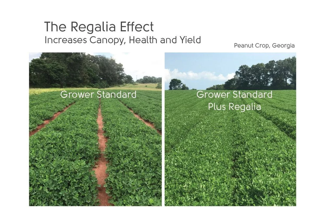 REG effect yield peanut